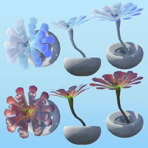 PPSucculents 多肉植物 缩略图 11