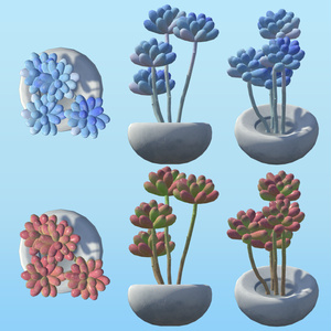 PPSucculents 多肉植物 缩略图 7