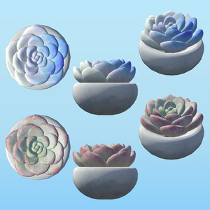 PPSucculents 多肉植物 缩略图 5