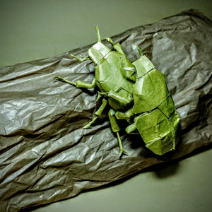 カナブンの交尾 展開図 / Drone beetle mating CP
