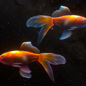 【VRChat】動く金魚｜UnityPackage + Blender