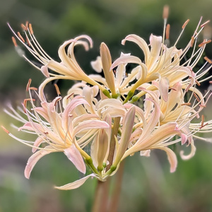【PC用壁紙】白花彼岸花