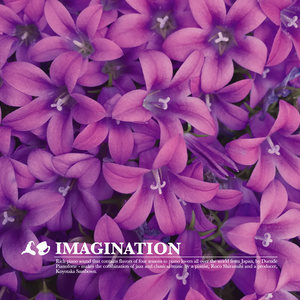Imagination / Duende Pianoforte