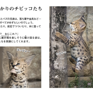 ほんものフレンズずかん4