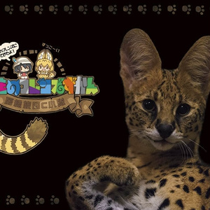 【ワケあり品】ほんものフレンズずかん1