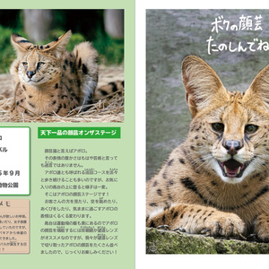 顔芸猫