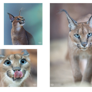 福山市立動物園のカラカルじゃけ！