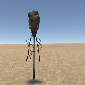 Squid