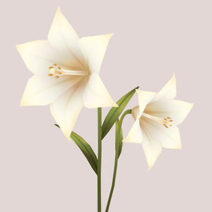 Lilly ユリの花 缩略图 1
