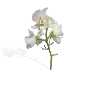 Flower's Bundle