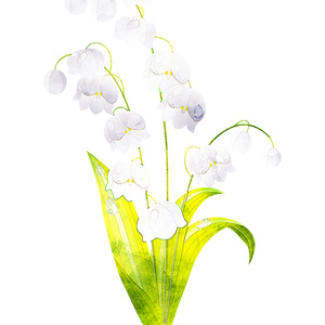 すずらんの花 5輪(カラーと線画合計10枚) - みずの ゆめ屋 - BOOTH