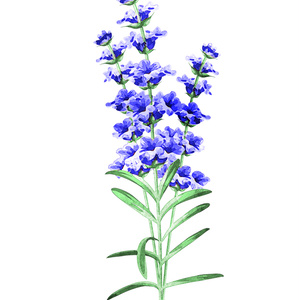 すずらんの花 5輪(カラーと線画合計10枚) - みずの ゆめ屋 - BOOTH