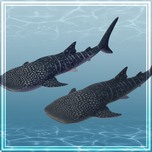 3Dモデル　ジンベイザメ　ジンベエザメ　Whale Shark 缩略图 3