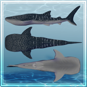 3Dモデル　ジンベイザメ　ジンベエザメ　Whale Shark 缩略图 2