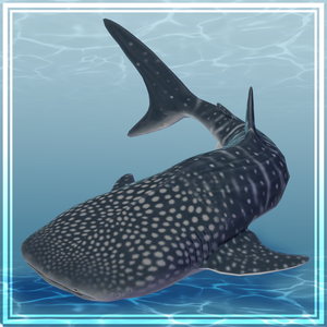 3Dモデル　ジンベイザメ　ジンベエザメ　Whale Shark