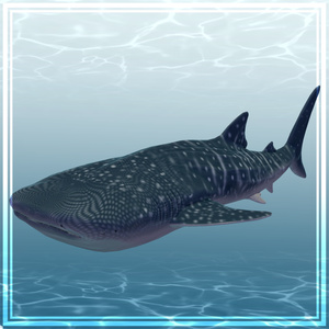 3Dモデル　ジンベイザメ　ジンベエザメ　Whale Shark 缩略图 4