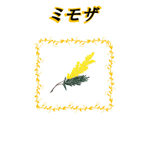 ミモザ