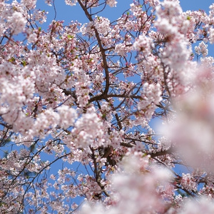 音の絵　真白の桜
