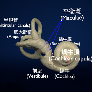 Inner ear（内耳）