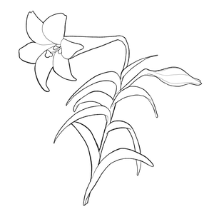 【イラスト素材】花(白塗り)