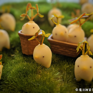 食用マンドラゴラ