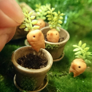 薬用マンドラゴラ