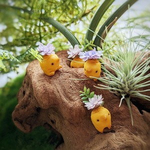 薬用マンドラゴラ（花咲き株）