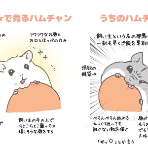 ハムスター集