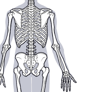 昔作った男の美術解剖学モデル - krrk anatomy - BOOTH