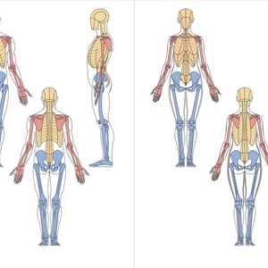 昔作った男の美術解剖学モデル - krrk anatomy - BOOTH