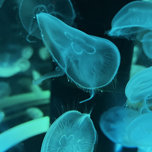 背景素材「水族館」