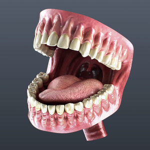 【３D素材】口の中モデル
