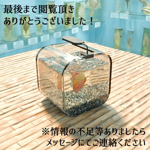 【Unity3Dモデル】アクアリウム水槽＋熱帯魚(ディスカス)のセット【回遊アニメーション付属】 缩略图 13