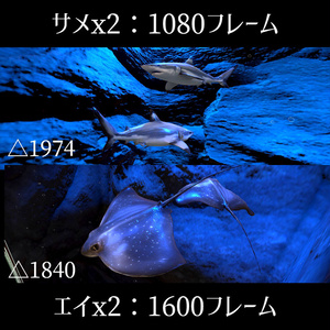 【VRCWorld】アクアリウムのある部屋 6種のお魚アニメーション付き 【インテリア稼働ギミック付属】 缩略图 8
