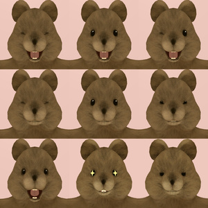 Quokka/クアッカワラビー 缩略图 4