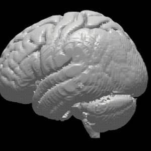 ヒト脳の高精度３Dモデル①【brain01.stl】（3Dプリント用、パワポ素材、モニタ上で回転）