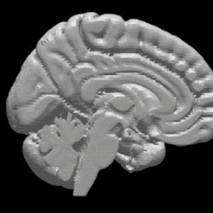ヒト脳の高精度３Dモデル②【brain02rl.stl】（3Dプリント用、パワポ素材、モニタ上で回転）