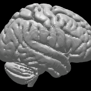 ヒト脳の高精度３Dモデル③【brain03rl.stl】（3Dプリント用、パワポ素材、モニタ上で回転）