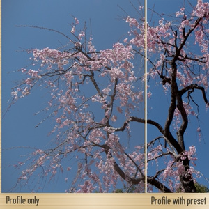 PrevLook R Ver1.00a