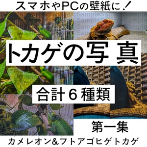 トカゲの写真【壁紙/背景素材】