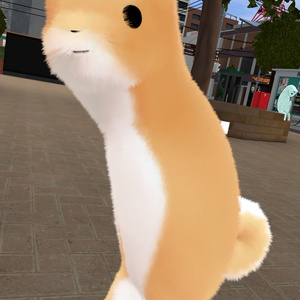 しばいぬakyo 缩略图 5