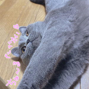 ₊˚ ᰔ 30種類  ࣭ ⊹ mini mini cutie♡pose 缩略图 12