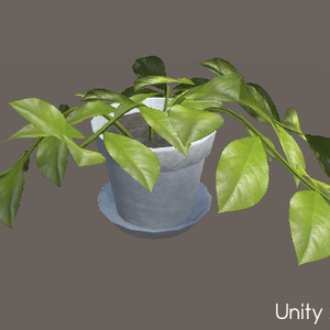 観葉植物(HousePlants)