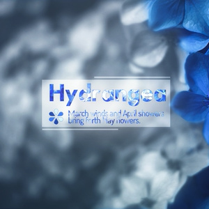 【HYDRANGEA】PSD