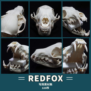 レッドフォックス頭骨写真素材集