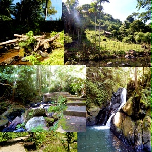 ジャングルと滝：写真素材集