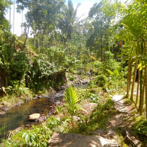ジャングルと滝：写真素材集