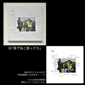 ※解剖学とねこ（改訂版）キャンバスアート【送料込】