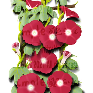 No.3 朝顔（1987 x 3418 px、350dpi、 jpg 、png）　
