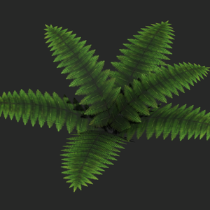 【無料3Dモデル】シダ植物